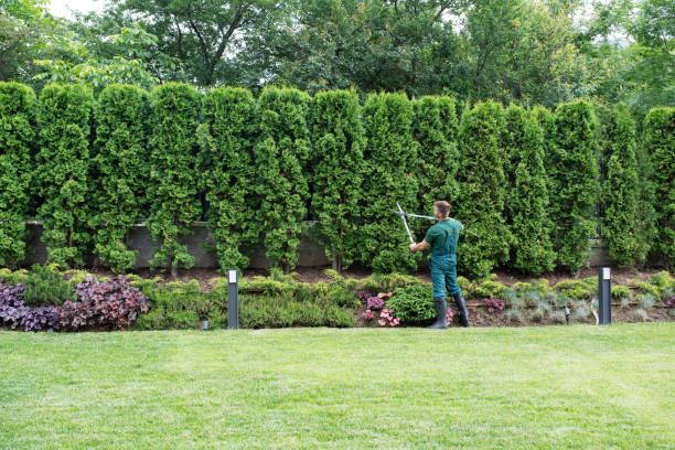 Trusted Chesterfield, SC Tree Services Experts