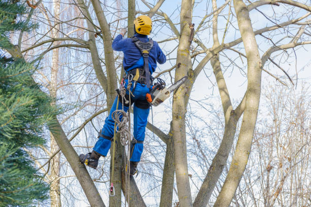 Best Pest Control for Lawns  in Chesterfield, SC