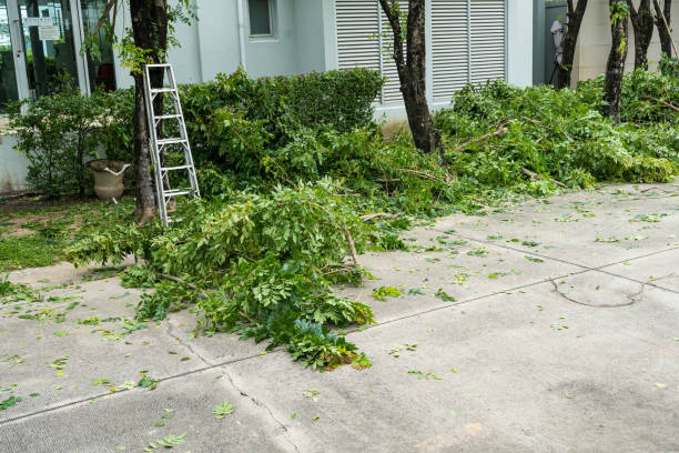 Best Stump Grinding and Removal  in Chesterfield, SC