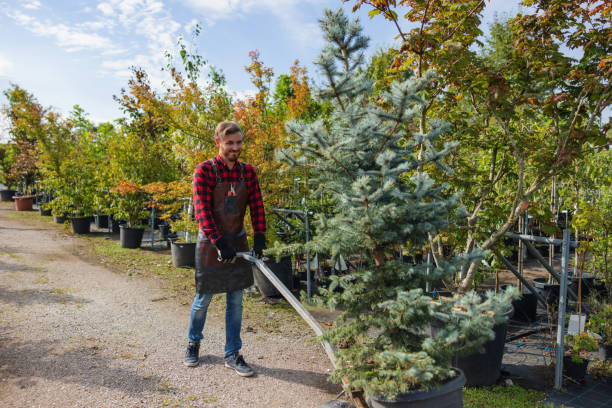 How Our Tree Care Process Works  in  Chesterfield, SC