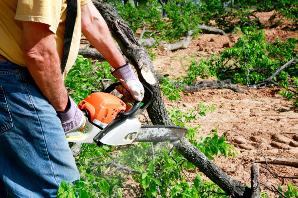 Best Soil Testing and Treatment  in Chesterfield, SC